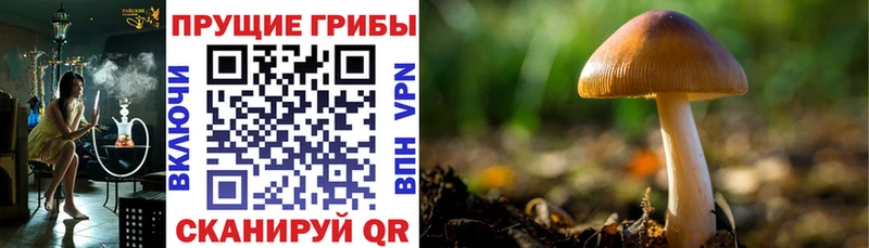 где купить   MEGA вход  Псилоцибиновые грибы ЛСД  Кушва 
