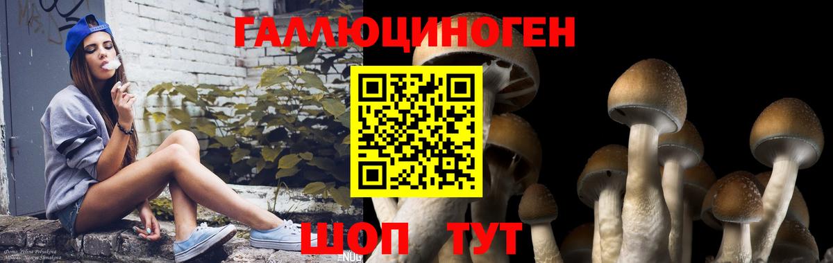 Галлюциногенные грибы Psilocybe Кушва